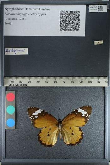 Media type: image;   Entomology 165535
